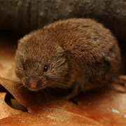 Vole