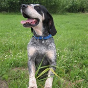 Grande Bleu De Gascogne