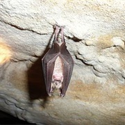 Greater Horseshoe Bat
