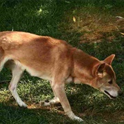 New Guinea Singing Dog