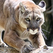 Mountain Lion/Cougar