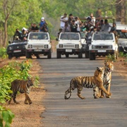 Visiting India's Tiger Reserves