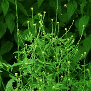 Hedge Mustard (Sisymbrium Officinale)
