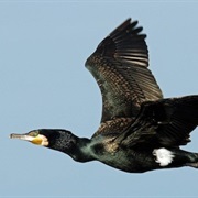 Great Cormorant