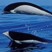 Southern Right Whale Dolphin