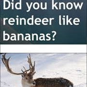 Reindeer Like Bananas