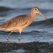 Marbled Godwit