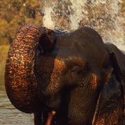 Indian Elephant