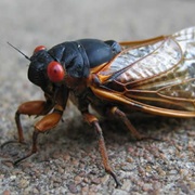 Cicada