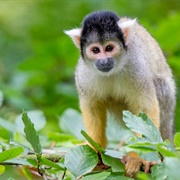 Apenheul, Apeldoorn, Netherlands