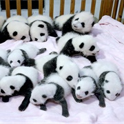 Baby Pandas