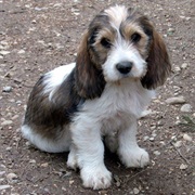 Petit Basset Griffon Vendeen
