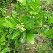 Withe-Rod (Viburnum Nudum)