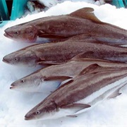 Cobia
