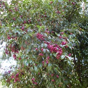 Magenta Cherry (Syzygium Paniculatum)