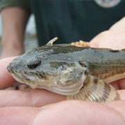 Pacific Staghorn Sculpin (Aka: Bullhead, Buffalo and Smooth Sculpin, Smooth Cabezon)