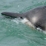 Gray's Beaked Whale