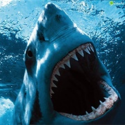 Sharks