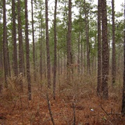 Tuskegee National Forest