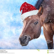 Never Look a Gift Horse in the Mouth