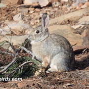 Manzano Mountains Cottontail