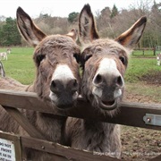The Donkey Sanctuary, England