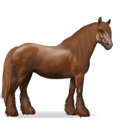 Gypsy Vanner - Chestnut