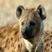 Spotted Hyena