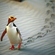 Dunedin, New Zealand