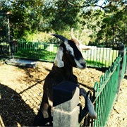 Fairfield City Farm