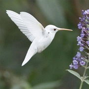 Hummingbird