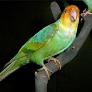 Carolina Parakeet