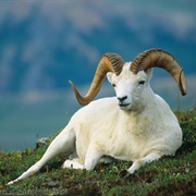Dall Sheep