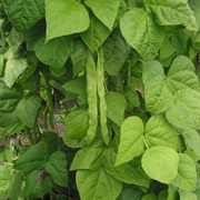 Common Bean / Green Bean (Phaseolus Vulgaris)