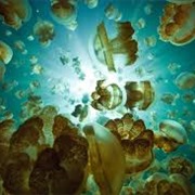 Jellyfish Lake, Eil Malk, Palau