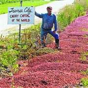 Traverse City Cherries