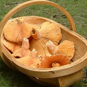 Saffron Milk Cap (Lactarius Deliciosus)