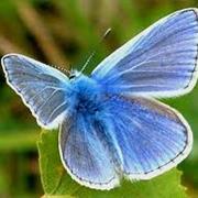 Common Blue