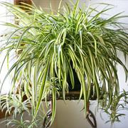 Spider Plant