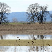 Sauvie Island Wildlife Area