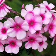 Phlox