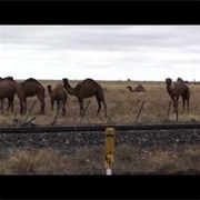 Australia Exports Camels to Saudi Arabia