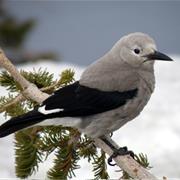 Clark's Nutcracker