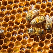 Beekeeping