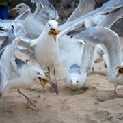 A Squabble of Seagulls