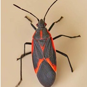 Boxelder Bug (Maple Bug)