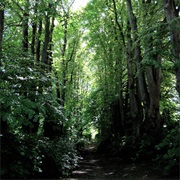 Mariebjerg Cemetery, Gentofte