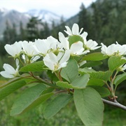 Saskatoon (Amelanchier Alnifolia)