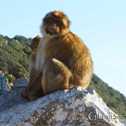 Upper Rock Nature Reserve, Gibraltar