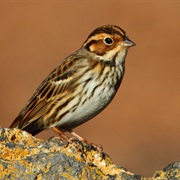 Little Bunting